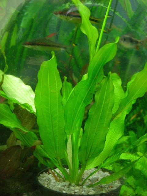 ECHINODORUS
